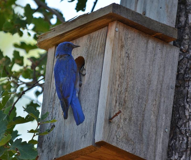Bluebirds, tree swallows, flycatchers, nuthatches, and other cavity-nesting birds lay claim to the many nest boxes we’ve strategically placed around the island. Photo by Kathy Callan.