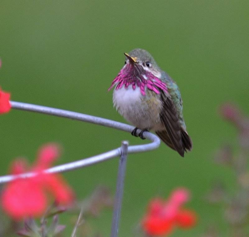 Every spring we receive an extra special visit from a handful of calliope hummingbirds. Calliopes are the smallest of all hummingbirds normally found in the U.S. Photo by Steven T. Callan.