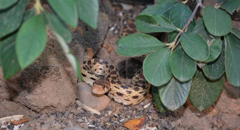 Reptiles, like this beautiful gopher snake, are always welcome in our gardens. Photo by Steven T. Callan.