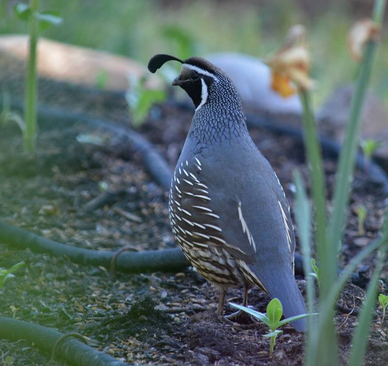 Kathy and I enjoy seeing quail in the yard throughout the year and provide plenty of nearby cover to help keep them safe from predators. Photo by Steven T. Callan.
