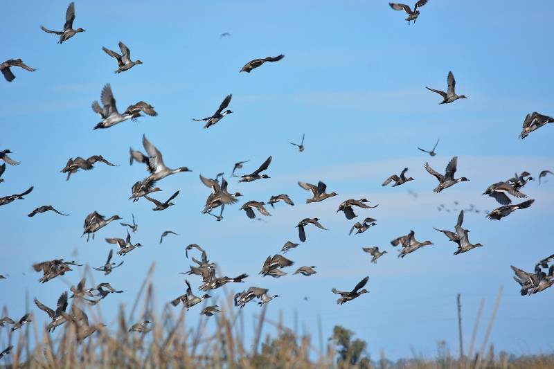 Pintails in flight at the Sacramento National Wildlife Refuge. Photo by Steven T. Callan.