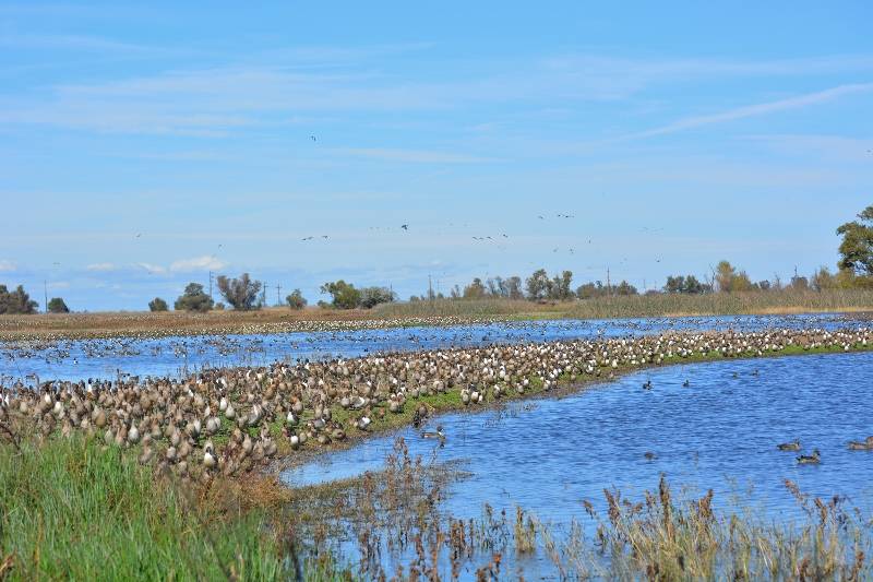 A small sampling of the 238,000 pintails, resting at the Sacramento National Wildlife Refuge on our special day. Photo by Steven T. Callan.