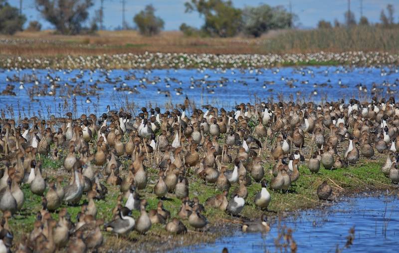 Pintail drakes in a sea of hens at the Sacramento National Wildlife Refuge. Photo by Steven T. Callan.