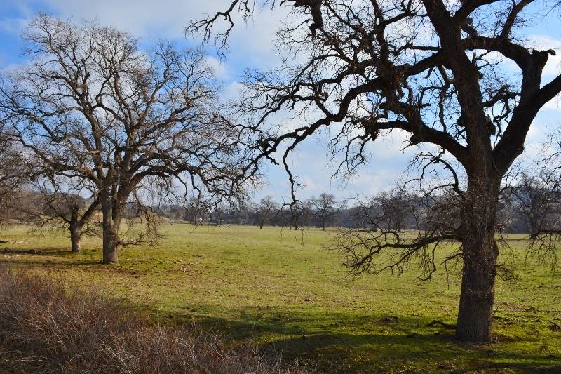 The old Flood Ranch, as seen from Newville Road, Glenn County, California. Photo by Steven T. Callan.