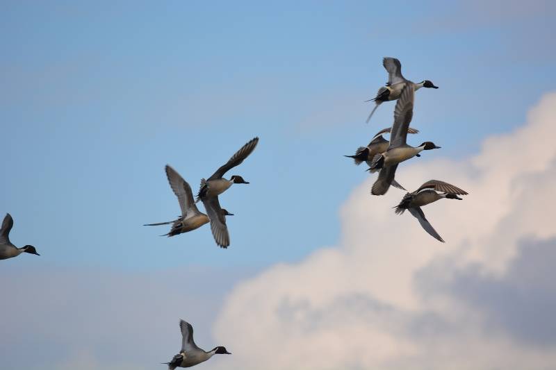 Pintails taking flight. Scenes like this were common during the 1950s. Photo by Kathy Callan.
