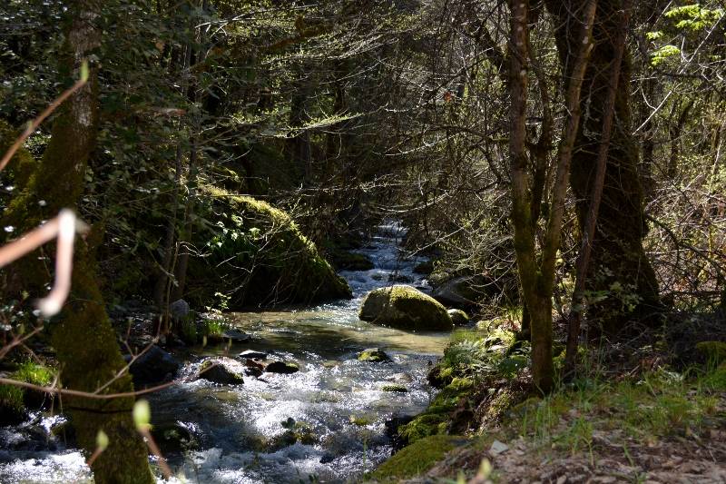 Mill Creek at Whiskeytown National Recreation Area. Photo by Kathy Callan.