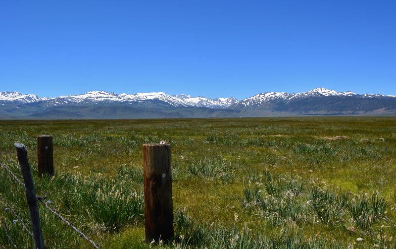 Big Meadow, at Bridgeport, California. Photo by Kathy Callan.