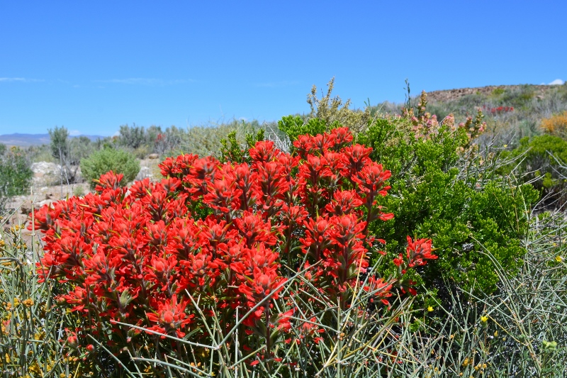 Desert paintbrush decorate the landscape at Fish Slough. Photo by Steven T. Callan.