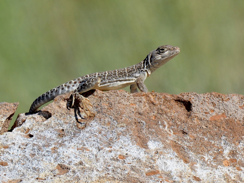 A leopard lizard enjoys the morning sun at Fish Slough. Photo by Steven T. Callan.