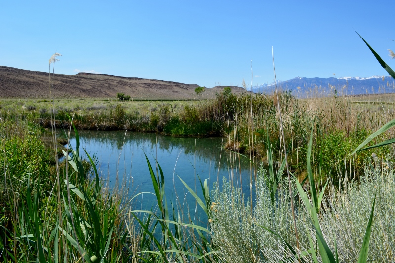 The pupfish pool at Fish Slough. Photo by Steven T. Callan.