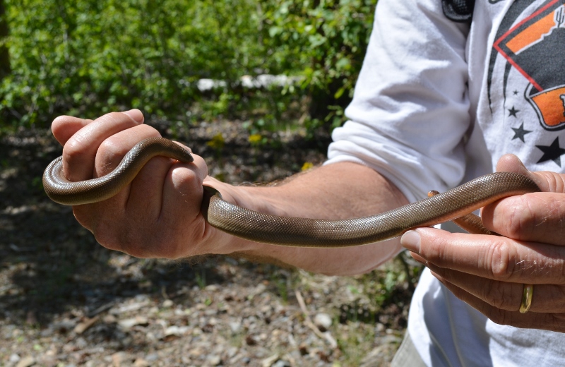 The wonderful little rubber boa we found on the hiking trail above Lundy Lake. Photo by Kathy Callan.