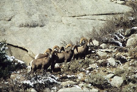 A band of Sierra Nevada bighorn rams. Photo by retired Fish and Wildlife Lieutenant Art Lawrence.