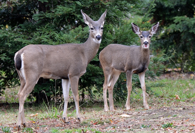 In six months, our tiny spotted fawn grew into a magnificent pre-adult buck, almost as large as his mother.