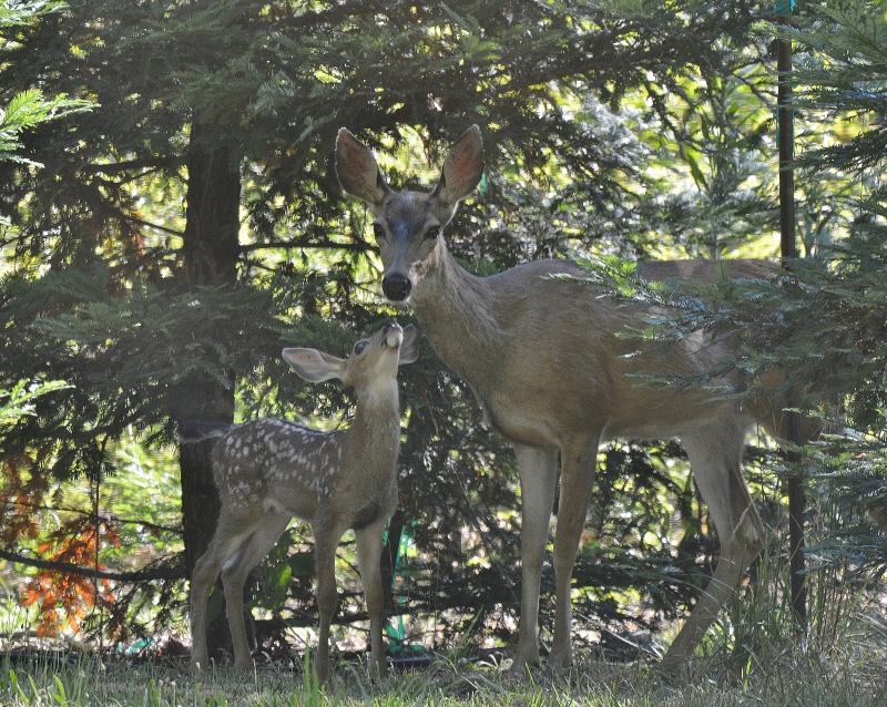 Fawn looking up at doe. During the spotted-fawn stage, doe and fawn were almost inseparable, except when the fawn was hidden in the high grass. All photos by Steven T. Callan and Kathy Callan.