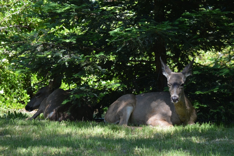 Every afternoon, the two does would rest and chew their cuds in the shade of the redwood trees.