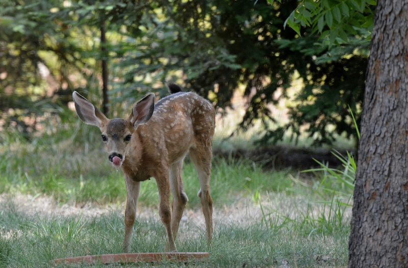 The fawn frequently drank from the containers strategically placed throughout the back and front yards.