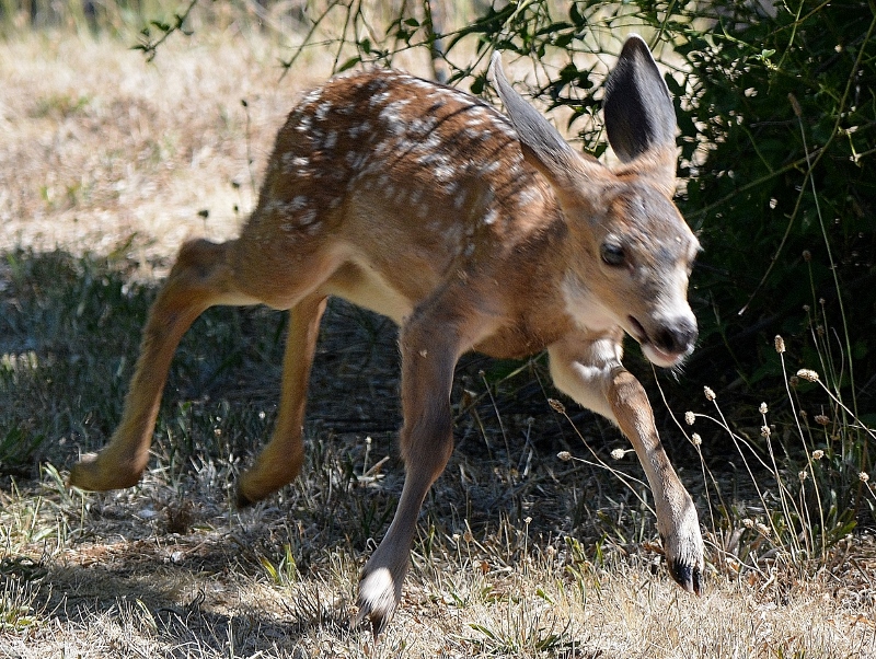 The fawn frequently practiced his running skills by dashing around the backyard. Kathy and I were amazed at how fast he could run.