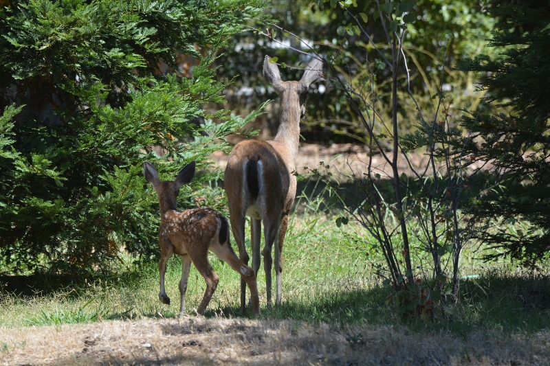 The doe was always close by and came running anytime she heard a bleat from her offspring.