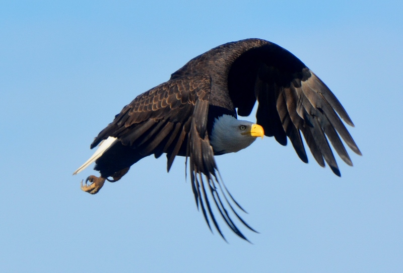 During the winter months, Kathy and I can count on seeing magnificent bald eagles at the Sacramento National Wildlife Refuge Complex. This mature female was about to swoop down on a flock of unsuspecting coots. Photo by Steven T. Callan.