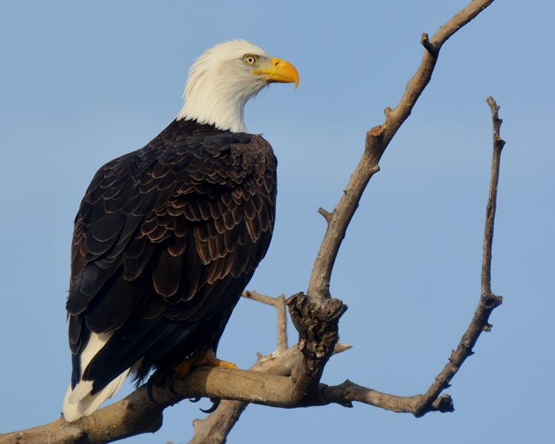 Perched bald eagles, like this one, are commonly seen within the Sacramento National Wildlife Refuge Complex, particularly during the winter months when there’s plenty of prey available. Other commonly seen raptors are red-tailed hawks, kestrels, red-shouldered hawks, and great horned owls. Photo by Steven T. Callan.