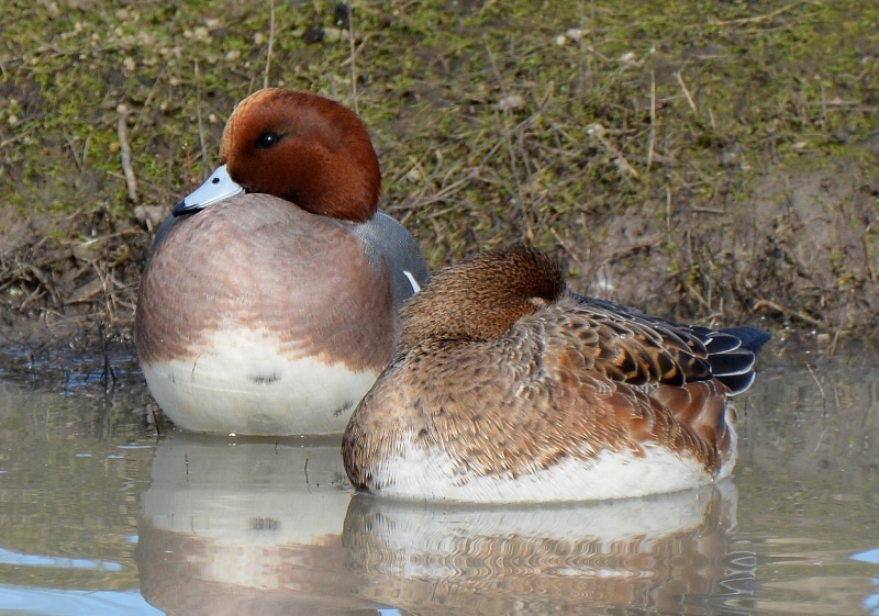 I’ve admired waterfowl since I was a boy growing up in the Sacramento Valley. Not until this January was I fortunate enough to photograph a pair of Eurasian wigeons. These beauties were sunning themselves forty yards from the viewing platform at Llano Seco. Photo by Steven T. Callan.