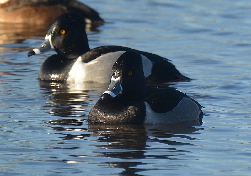 Based on our experience, ring-necked ducks and ruddy ducks are the most common diving ducks found on the Sacramento National Wildlife Refuge Complex. Photo by Steven T. Callan.