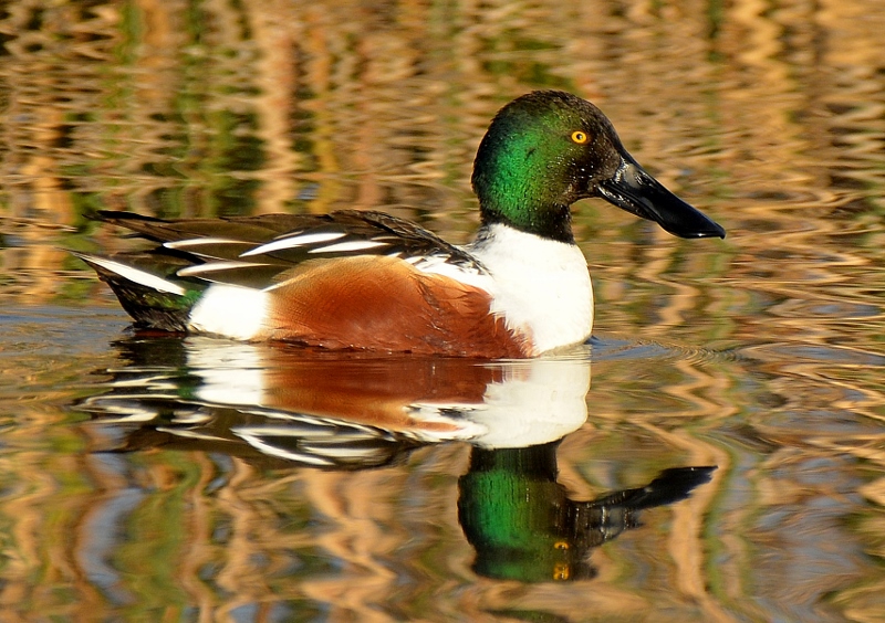 Birds like this drake northern shoveler show off their brilliant colors in the early morning light. Photo by Steven T. Callan.