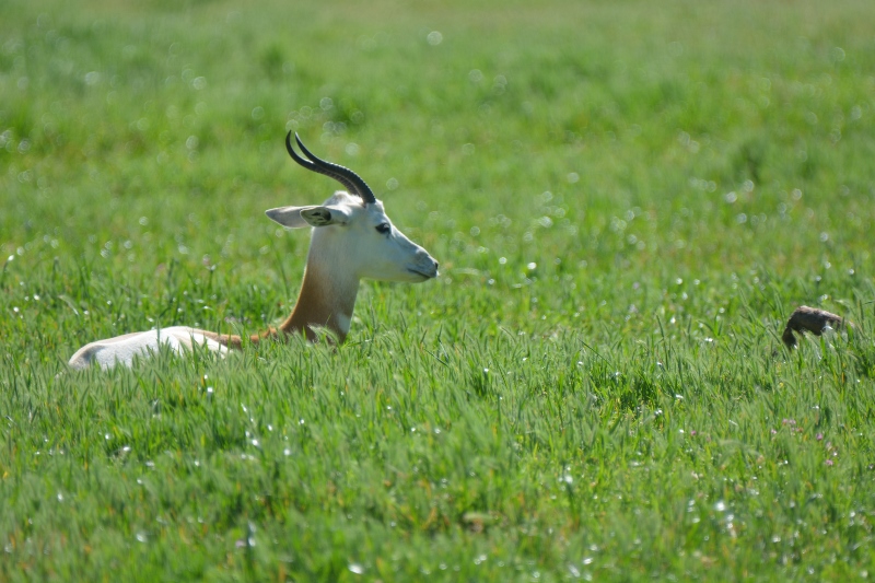 Kathy and I were enamored with the delicate beauty of this dama gazelle lying on a hillside in the spring grass. This species is critically endangered. Photo by Steven T. Callan.