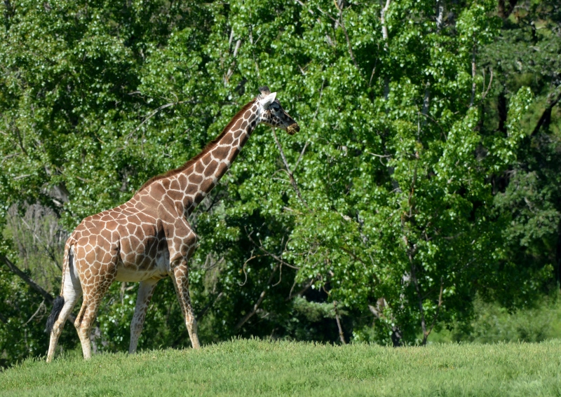 Few land mammals are as awe-inspiring as an adult reticulated giraffe. They are classified as a vulnerable species. Photo by Steven T. Callan.