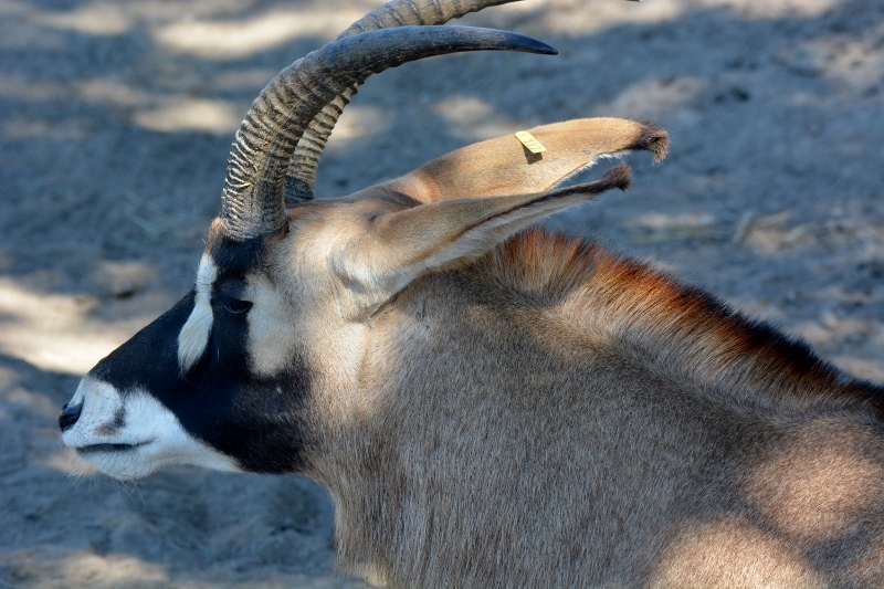 Up close and personal with a magnificent roan antelope. Photo by Steven T. Callan.