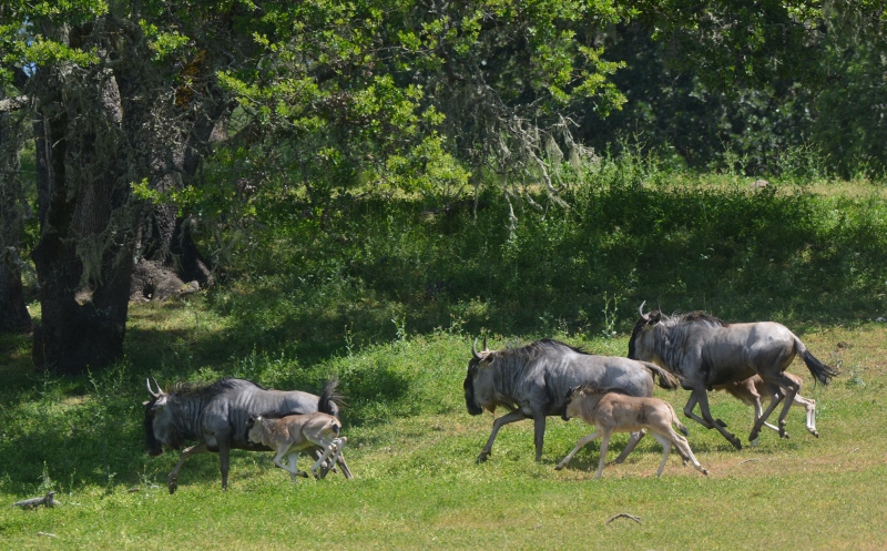 As I photographed this scene, I envisioned a herd of wildebeest stampeding toward the crocodile-infested Mara River. Photo by Steven T. Callan.