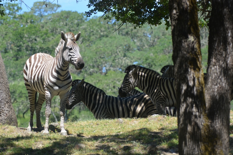 No African safari would be complete without a herd of zebras. Photo by Steven T. Callan.