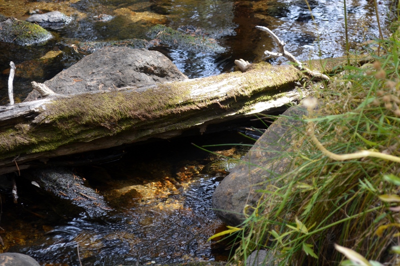 South Fork Cottonwood Creek in the Golden Trout Wilderness. Photo by Steven T. Callan.