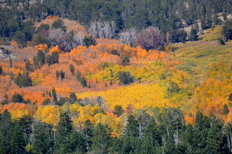 Saving this moisture-dependent species for future generations to enjoy may depend on our making dramatic cuts to greenhouse-gas emissions. Isn’t it worth it? Photo by Steven T. Callan.