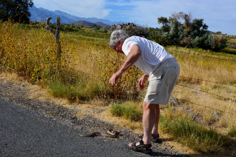 Steven T. Callan attempts to rescue a gopher snake on Lubken Canyon Road. Photo by Kathy Callan.