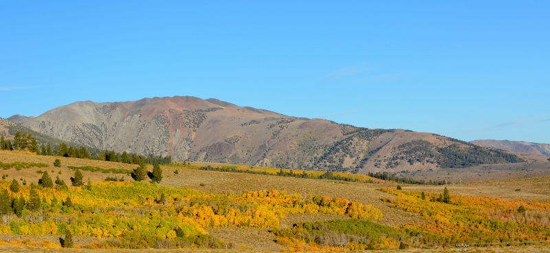 Shortly after sunrise, we reveled in this incredible view of quaking aspens from Conway Summit. Photo by Steven T. Callan.