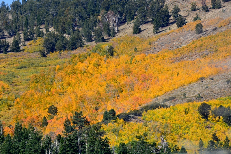 Every fall, aspens put on a magnificent display in California’s Eastern Sierra. Photo by Steven T. Callan.