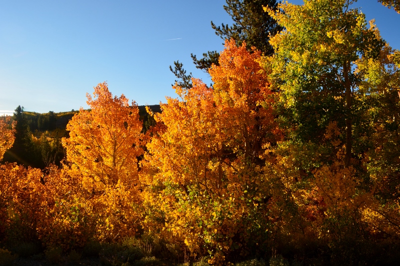 A close-up view of quaking aspens from Virginia Lakes Road. Photo by Steven T. Callan.