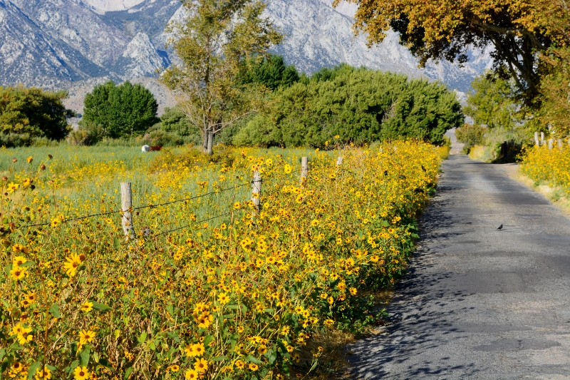 The blooming wild sunflowers that decorated Lubken Canyon Road made me think it was April, rather than late September. Photo by Steven T Callan.