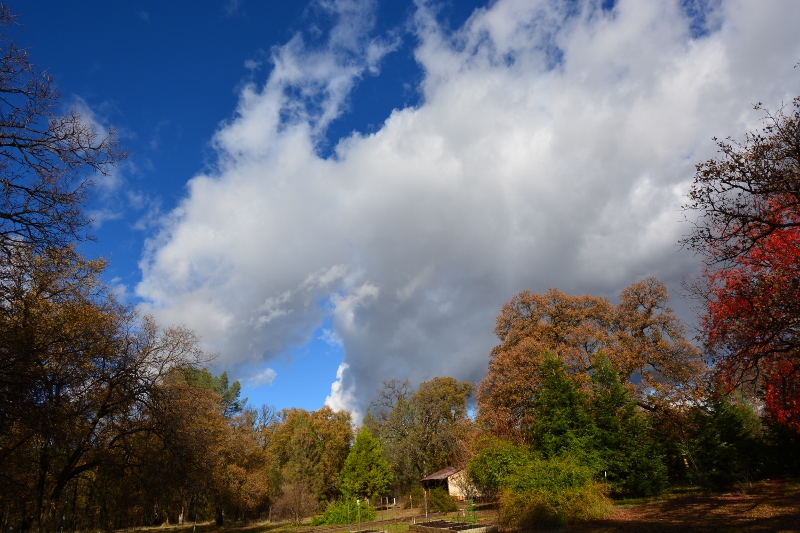 This is the oak forest in our backyard that provided acorns for our wood-duck visitors last December. Photo by Steven T. Callan.