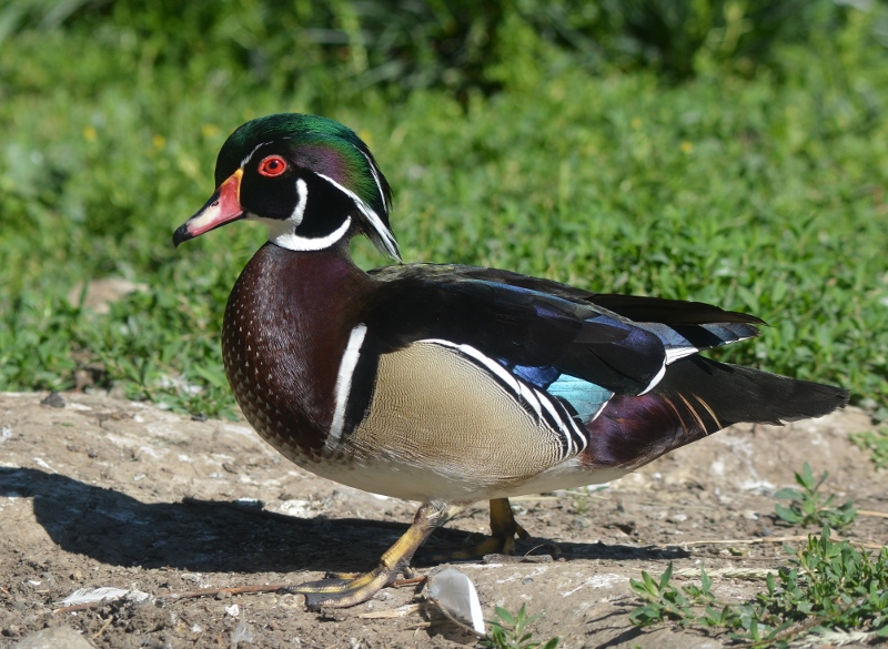 Opinions vary as to which North American duck is the most beautiful. The spectacularly colored drake wood duck is always near the top of the list. Photo by Steven T. Callan.