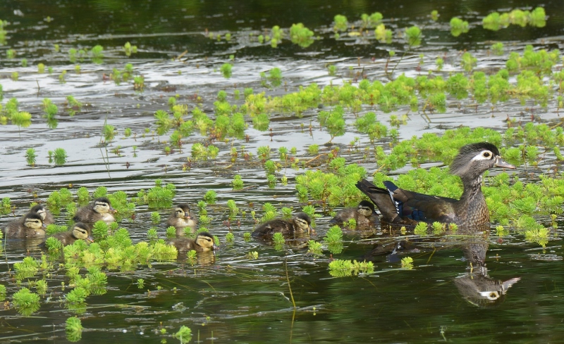 Hen wood ducks generally lay between ten and fifteen eggs. This may be nature’s way of assuring that at least some of her ducklings survive. Predators abound and include bass, bullfrogs, herons, egrets, domestic cats, ravens, crows, magpies, jays, hawks, owls, raccoons, and foxes. Photo by Steven T. Callan.