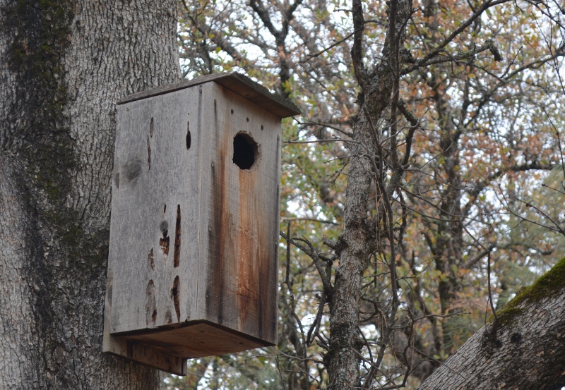 If a suitable tree cavity isn’t available, hen wood ducks may choose to nest in a man-made nest box. Over the decades, untold numbers of wood-duck nest boxes have been constructed and strategically placed by wildlife biologists, refuge employees, conservation groups, private landowners, sportsmen’s groups, and nature lovers. Photo by Steven T. Callan.