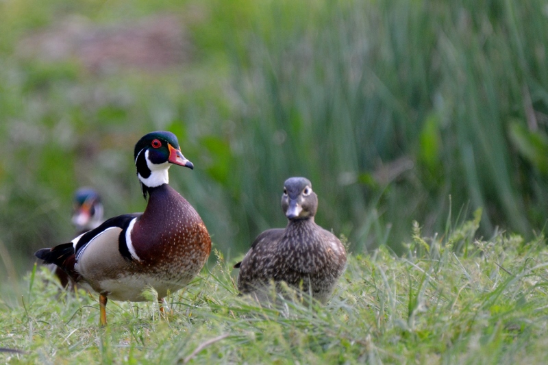 Wood-duck pairs, like this one, will search for a tree cavity in which the hen can make her nest. Photo by Steven T. Callan.