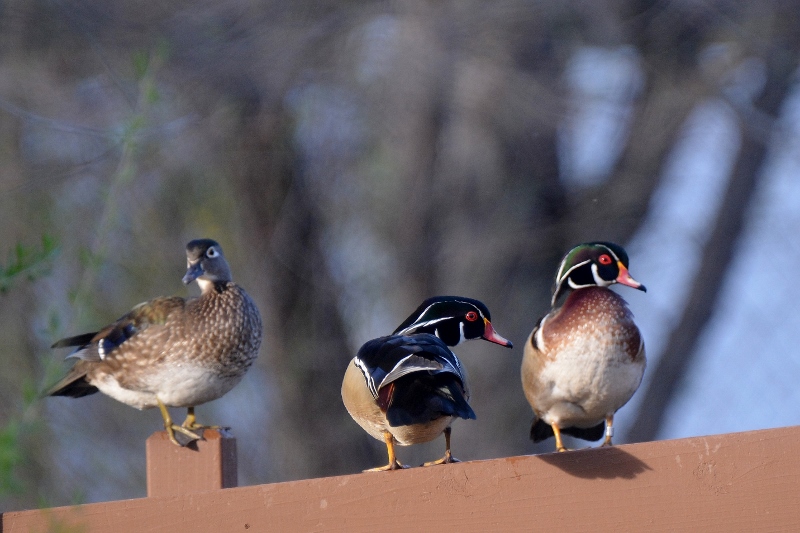 Unlike most wild-duck species, woodies are quite comfortable in the branches of oaks and sycamores. On rare occasions, I’ve seen them perched on wooden fences, bridge railings, and even power lines. Photo by Steven T. Callan.