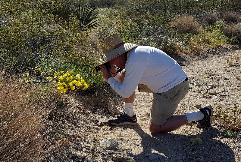 Author Steven T. Callan photographs desert wildflowers inside Joshua Tree National Park. Photo by Kathy Callan.