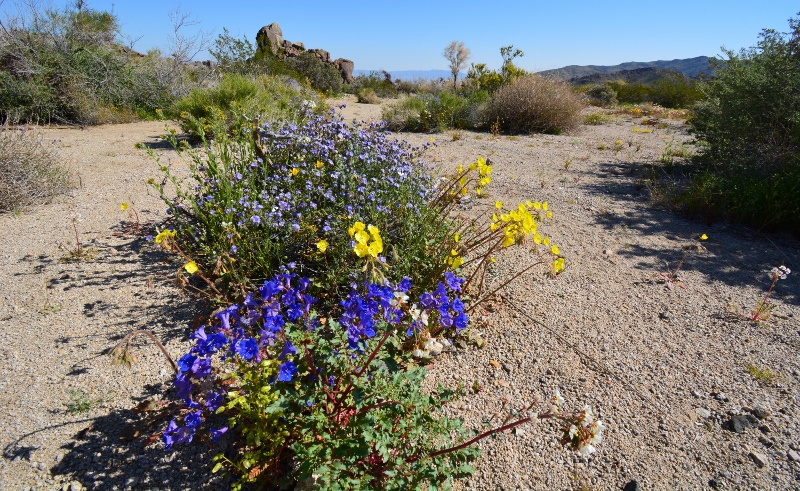 Bluebells and lavender Phacelia bloom among a sea of yellow wildflowers in Joshua Tree National Park. Photo by Author Steven T. Callan.