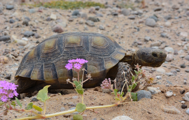 A desert tortoise stands behind a desert verbena plant. Photo by Author Steven T. Callan.