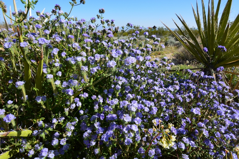 Lavender Phacelia blooms in Joshua Tree National Park. Photo by Author Steven T. Callan.