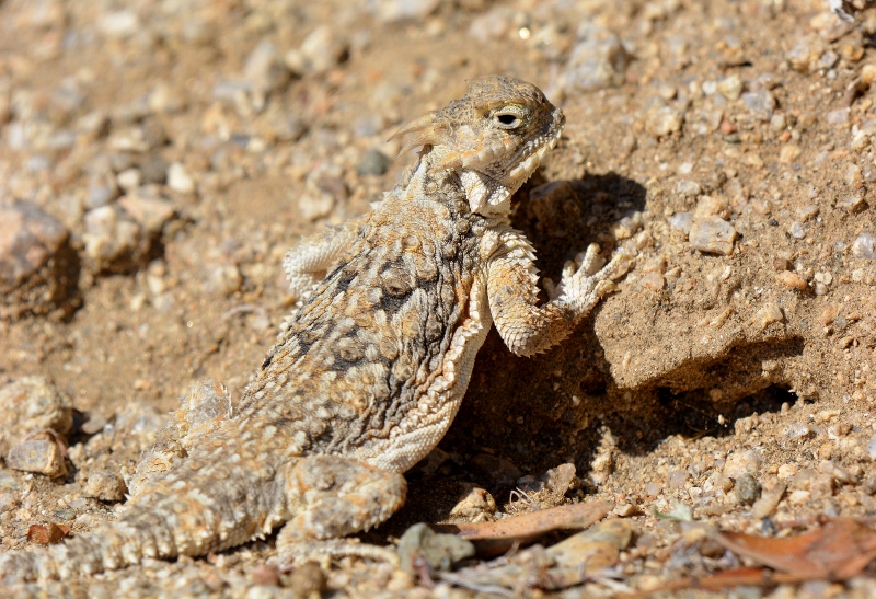 A desert horned lizard blends perfectly with its surroundings at Joshua Tree National Park. Photo by Author Steven T. Callan.